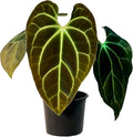 LEAL PLANTS ECUADOR Anthurium Besseae| Green Live House Plant for Indoors|Rare and Exotic Indoor Plants for Living Room|Anthuriums Live Plants |Besseae Heart Plant