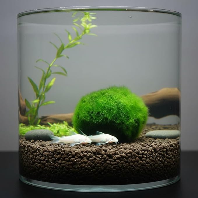 Plantas Naturales, 4-Pack Live Marimo Moss Balls, 2.7-2.9cm After Soaking - Natural Aquarium Plants for Fish Tank Decor & Ecological Bottles, Marimo Planta Viva