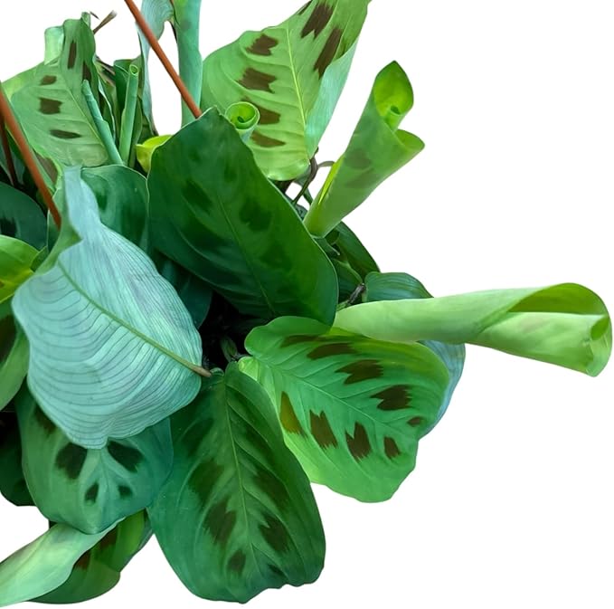 Live Plant, Green Maranta Prayer Plant, Pet-Friendly, Air Purifying, Gorgeous Live Indoor Plant, Easy to Care and Rare Variety 6 inch Pot