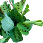 Live Plant, Green Maranta Prayer Plant, Pet-Friendly, Air Purifying, Gorgeous Live Indoor Plant, Easy to Care and Rare Variety 6 inch Pot