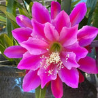Purple Epiphyllum Orchid Cactus Cutting, 8 Inc to 10 Inc Tall, Succullent Plant Live, No Root