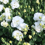 Eustoma Lisianthus Plant Live, Lisianthus Flowers Well Rooted Plug 2-3 Inch Height, Lisianthus Thornless Roses Seedling (White Lisianthus)
