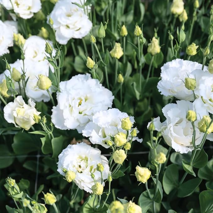 Eustoma Lisianthus Plant Live, Lisianthus Flowers Well Rooted Plug 2-3 Inch Height, Lisianthus Thornless Roses Seedling (White Lisianthus)