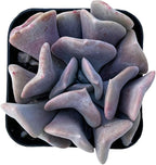 Sprout N Green Echeveria 'Cubic Frost', Live Succulent Fully Rooted in 2" Pot, House Plant for Indoor Outdoor Home Office Wedding Decoration Party Favor, Pets Friendly, Easy to Care