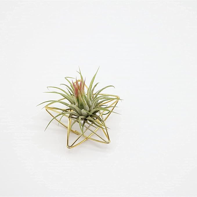 Newwe 5 Stars Kit Hanging Air Plant Holder Wall Gold Airplant Rack with Chains Home Wall Decor Boho Room Decoration Christmas Ornaments