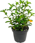 Trailing Goldfish Plant Live, Pet Friendly, Live Indoor Plant, 4 inch Pot - Hopewind Plants Shop