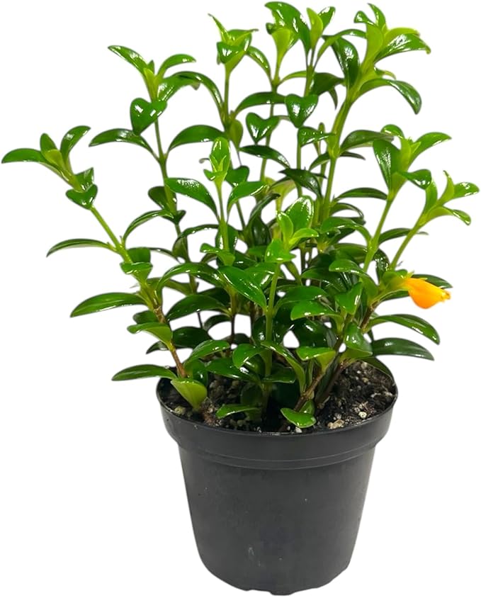 Trailing Goldfish Plant Live, Pet Friendly, Live Indoor Plant, 4 inch Pot - Hopewind Plants Shop