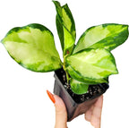 Hoya Australis 'Lisa' - Live Variegated Wax Plant | Easy Care, Fast Growing Houseplant | Perfect for Indoor Decor | CA Seller (3-4 Plants/Stems, 4.5" Pot)