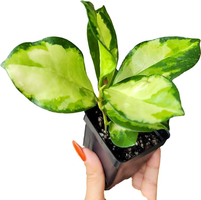 Hoya Australis 'Lisa' - Live Variegated Wax Plant | Easy Care, Fast Growing Houseplant | Perfect for Indoor Decor | CA Seller (Multiple Plants, 6" Pot)