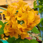 2 Yellow Bougainvillea Plants Live, Trailing Bougainvillea Flowering Vine, Well Rooted Bougainvilleas 4-7 Inches