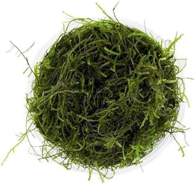 Marcus Fish Tanks Christmas Moss Vesicularia Montagnei Easy to Grow Live Aquarium Plants Buy 2 Get 1