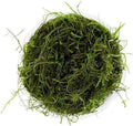 Marcus Fish Tanks Christmas Moss Vesicularia Montagnei Easy to Grow Live Aquarium Plants Buy 2 Get 1