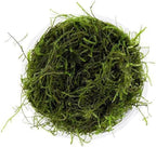 Marcus Fish Tanks Christmas Moss Vesicularia Montagnei Easy to Grow Live Aquarium Plants Buy 2 Get 1