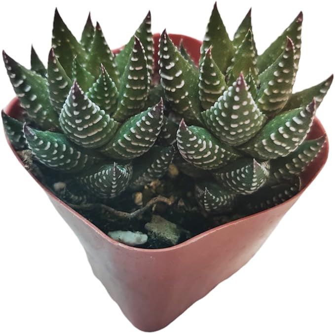 Live Succulent Cactus Plants (2" Pot Haworthia Coarctata)