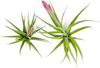 Air Plants - Flowering Tillandsia Aeranthos, Large 3-5" - 2ct - Live Arrival Guaranteed - House Plants for Home Decor & Gift