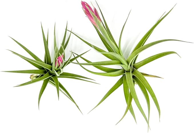 Air Plants - Flowering Tillandsia Aeranthos, Large 3-5" - 2ct - Live Arrival Guaranteed - House Plants for Home Decor & Gift