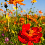 300+ Rare Dwarf Mix Cosmos Seeds for Planting-Cupcake Cosmos Seed-Non-GMO Heirloom for Home Outdoor Garden