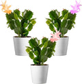 American Plant Exchange Live Christmas Cactus 3-Pack – 4-Inch Pot Cover – Easy Care Flowering Succulents with Festive Blooms for Holiday Home Décor, Kitchens, Offices & Indoor Winter Displays