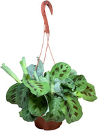 Live Plant, Green Maranta Prayer Plant, Pet-Friendly, Air Purifying, Gorgeous Live Indoor Plant, Easy to Care and Rare Variety 6 inch Pot