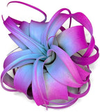 XL Xerographica Colored Air Plant, Live Tillandsia House Plant, Easy Care Indoor Outdoor, Great Gift, Healthy Arrival Guaranteed (Rainbow)