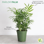 Thorsen's Greenhouse Parlor Palm Plant, Live Indoor Plant, Neanthe Bella Palm, Natural Air Purifier, Easy to Grow, Pet Safe Plant, 6-inch Diameter Pot (Sage (6" Pot))