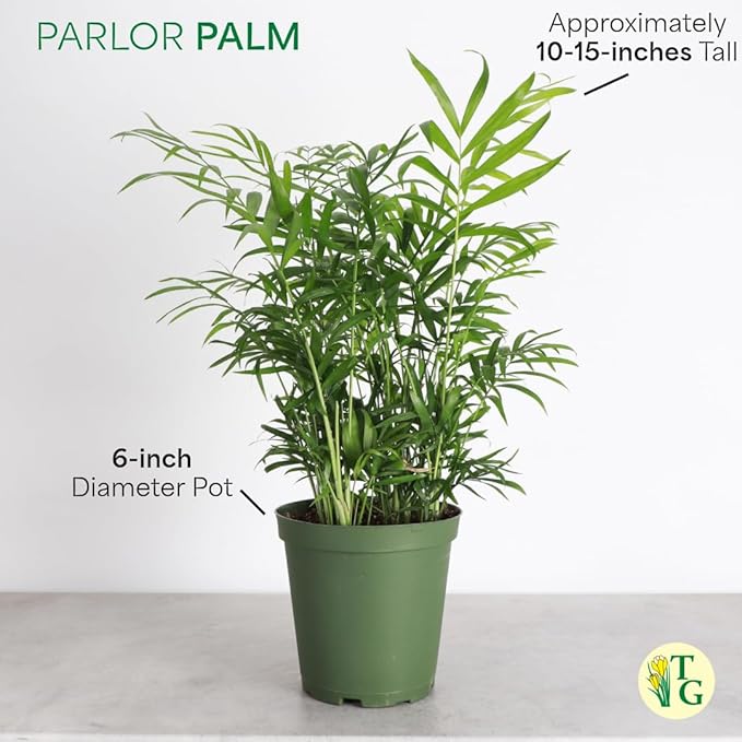 Thorsen's Greenhouse Parlor Palm Plant, Live Indoor Plant, Neanthe Bella Palm, Natural Air Purifier, Easy to Grow, Pet Safe Plant, 6-inch Diameter Pot (Nursery Pot (6" Pot))