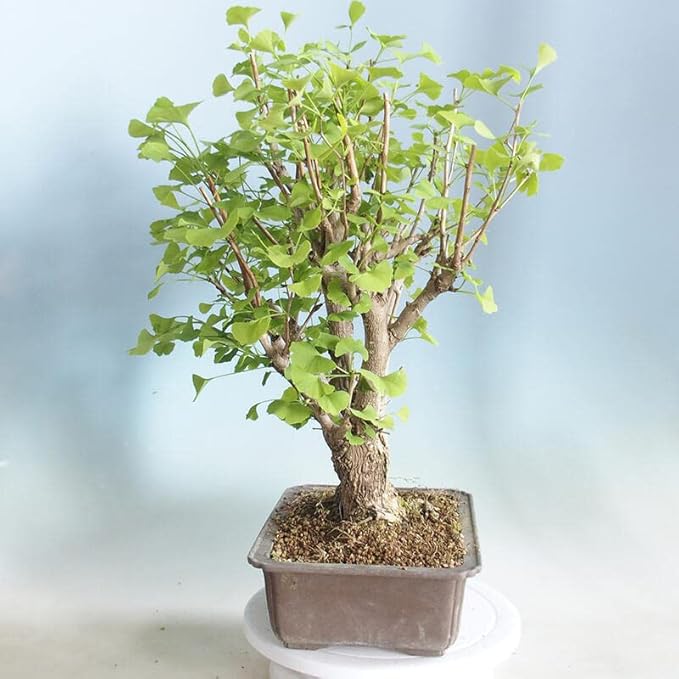 Hybrid Poplar Bonsai Tree Forest Cuttings to Grow - Easy to Grow Indoor or Outdoor Bonsai Plant - Made in USA