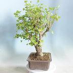 Hybrid Poplar Bonsai Tree Forest Cuttings to Grow - Easy to Grow Indoor or Outdoor Bonsai Plant - Made in USA