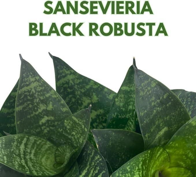 BubbleBlooms Snake Plant Black Robusta in 2 inch Pot, Green Striped Snakeplant, Sansevieria trifasciata