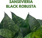 BubbleBlooms Snake Plant Black Robusta in 2 inch Pot, Green Striped Snakeplant, Sansevieria trifasciata