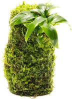 SubstrateSource Live Planted Decor - Anubias Minima on Christmas Moss Tower - Deep and Bright Green Freshwater Aquatic Plant, Low Light, Foreground to Midground Tank Placement for Aquascaping - 1 Pack