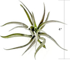 ragnaroc Air Plants - Flowering Tillandsia Harrisii, Large 3-5" - 5ct - Live Arrival Guaranteed - House Plants for Home Decor & Gift