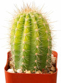 Live Cactus Plants, Fully Rooted 2-inch Cactus Succulent Plants, Rare Varieties for Gift or Home Decoration (Echinopsis Huascha Hybrid Cactus)