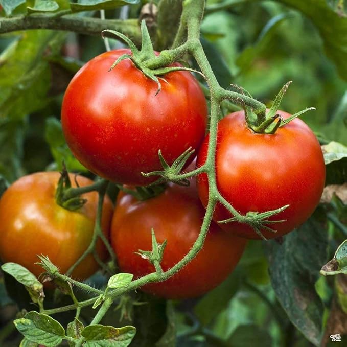 Big Boy Tomato Live Vegetable Plants, 4-Pack