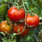Big Boy Tomato Live Vegetable Plants, 4-Pack