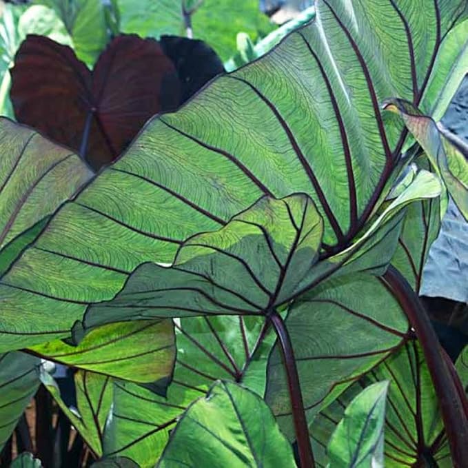 Taro, Blue Hawaii Live Pond Plant Freshwater Water Garden Plants Filters Lily Ponds Bogs Koi and Goldfish Pond Bog Plants Floating Shallow Water Marginal Aquatic Lilies Real Hardy Hyacinth Outdoor
