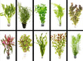 Live Freshwater Aquarium Plants 25+ Stems of - Grower's Choice Beginner Friendly