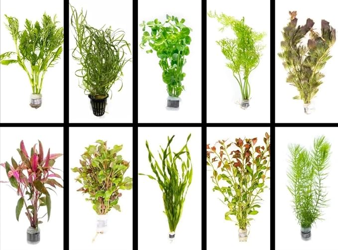 Live Freshwater Aquarium Plants 25+ Stems of - Grower's Choice Beginner Friendly