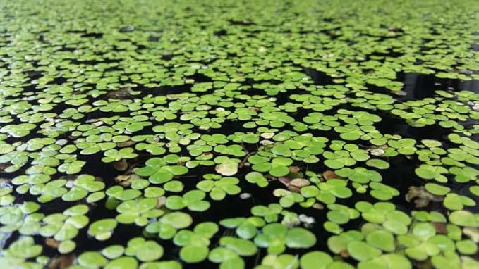 Duckweed (Lemna Minor) - 1200 Plants - Small Disabled Veteran Owned Company - South Shore Retail - Live Aquarium + Pond Plants