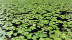 Duckweed (Lemna Minor) - 1200 Plants - Small Disabled Veteran Owned Company - South Shore Retail - Live Aquarium + Pond Plants