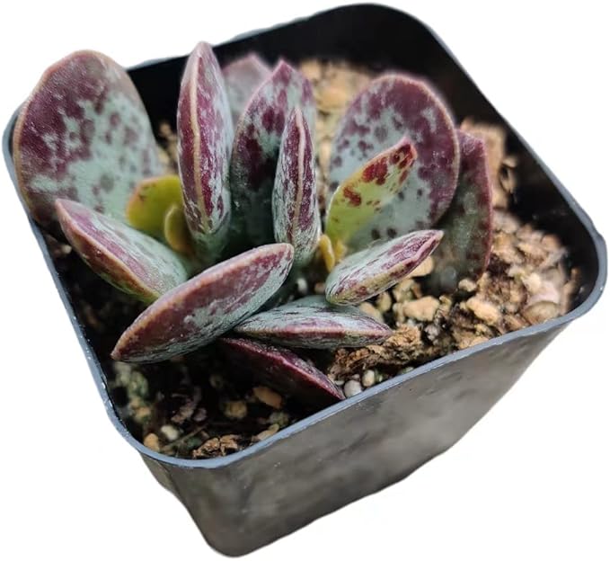 Live Succulent Cactus Plants from USKC (2" Pot) (Adromischus Maculatus)