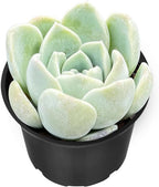 Sprout N Green Echeveria Ice Green sp., Live Rare Succulent Potted 2" Planter, Real House Plant for Party Favors Home Indoor Outdoor Garden Wedding Decoration DIY Projects