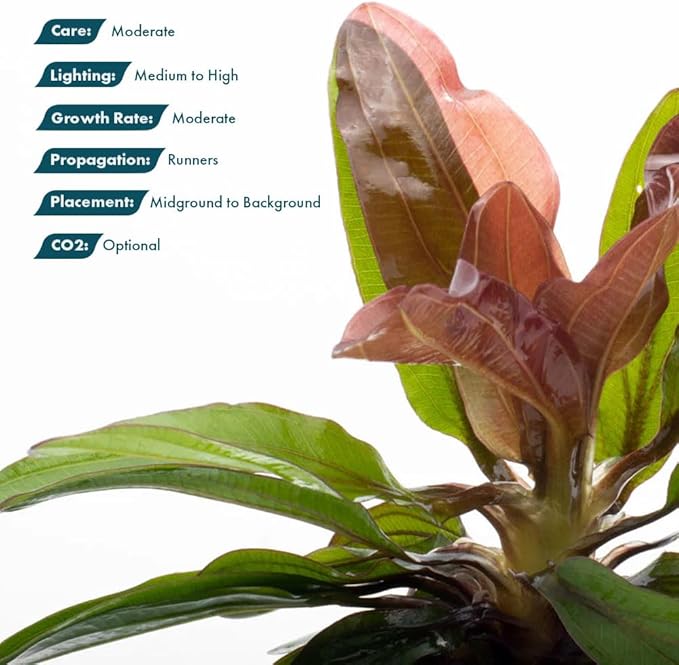 SubstrateSource Live Plants - Echinodorus ‘Red Rubin’ (Echinodorus sp.) - Medium to High Light, Red Green, Midground to Background, Freshwater Aquascaping Aquatic Plant - Pot
