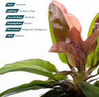 SubstrateSource Live Plants - Echinodorus ‘Red Rubin’ (Echinodorus sp.) - Medium to High Light, Red Green, Midground to Background, Freshwater Aquascaping Aquatic Plant - Pot