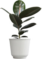 Burgundy Rubber Tree Houseplant Decor in 6" White Pot, Live Ficus, Easy Care, Variegated Ficus Elastica, Popular Live Botanical, Real Plants, Air Purifying Office & Desk Decor by Plants for Pets