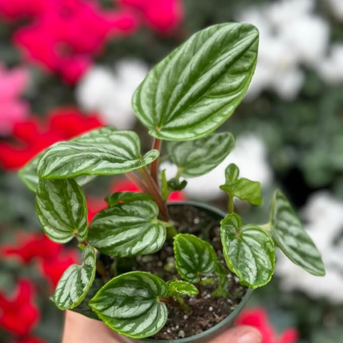 Peperomia Ecuador Live Plant, Pet-Safe Watermelon Style Stripe Houseplant in 3-Inch Grower Pot, Rare Low Maintenance Indoor Tropical Plant for Home and Office Decor