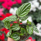 Peperomia Ecuador Live Plant, Pet-Safe Watermelon Style Stripe Houseplant in 3-Inch Grower Pot, Rare Low Maintenance Indoor Tropical Plant for Home and Office Decor
