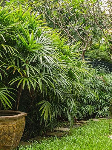 Lady Palm - Live Plant in a 10 Inch Growers Pot - Rhapis Excelsa - Beautiful Clean Air Indoor Outdoor Houseplant
