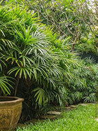 Lady Palm - Live Plant in a 10 Inch Growers Pot - Rhapis Excelsa - Beautiful Clean Air Indoor Outdoor Houseplant