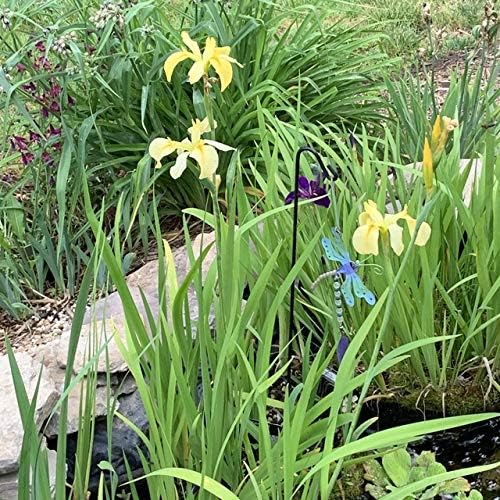 Louisiana Iris Bog Plant - Dixie Deb - Yellow Marginal Pond Plant from AquaLeaf Aquatics